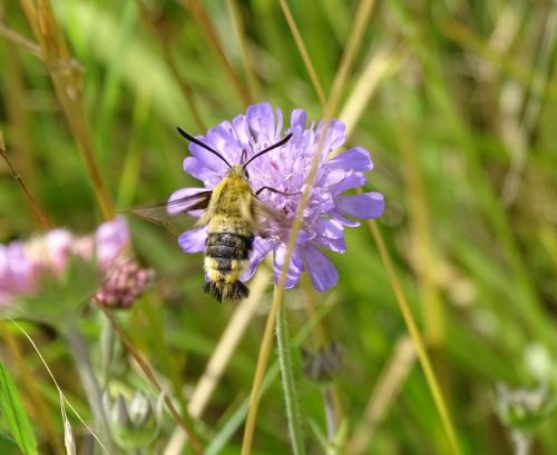 Hemaris tityus